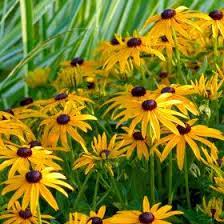 Goldsturm Black Eyed Susan Long Blooming Perennials Plants Dog Friendly Plants
