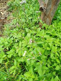 Image result for Ageratum conyzoides