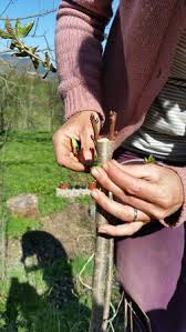 Plants producing that aren't supposed to survive in our cold growing organic fruit: Organic Fruit Trees In The Aude Montrouch Organic