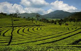 Gedong = gedung, songo = sembilan). Serunya Travelling Ke Gunung Ungaran Cakrawala Tour Wisata