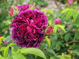 That definition is the class was in existence before 1867. Five Purple Roses Old Garden Roses Fraser Valley Rose Farm