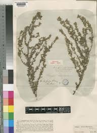 Image result for Indigofera inhambanensis