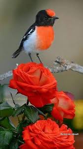 Birds That Start With An S Pin By Leroy Mcintosh On Amazing Avians Beautiful Birds Pretty Birds Birds