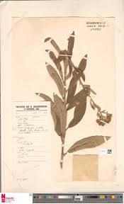 Image result for Oxygonum dregeanum