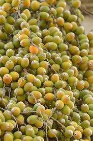People like to eat the apical meristem (growing point at the tip of the main stem) of the tree because its taste is similar to artichoke and cabbage. Can You Eat Pindo Palm Fruit Edible Pindo Fruit Uses And Ideas