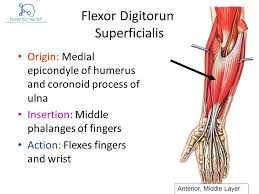 In some people, these two muscles are fused together. Flexor Digitorum Superficialis Origin Insertion Nerve Supply Action How To Relief