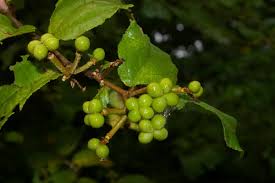 Image result for Grewia sulcata