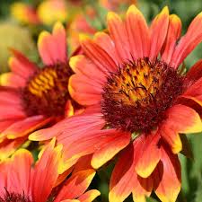 Red perennial flowers full sun. Home Garden Gaillardia Red Yellow Flower Seeds Beautiful Summer Perennial Full Sun 50 Seeds Seeds Bulbs