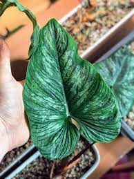 Check spelling or type a new query. Philodendron Mamei Care A Complete Guide