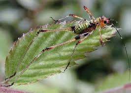 Image result for Pycnostachys orthodonta