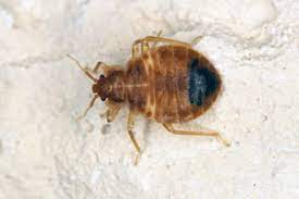 They can hide in a number of different places, including behind loose wallpaper and along mattress seams. Bed Bug Treatment Options Heron Home Outdoor Pest Control In Fl