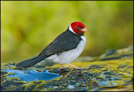 We did not find results for: Yellow Billed Cardinal Page