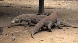 But it also boasts of great diversity in wildlife. Wild Komodo Dragon Native Indonesian Stock Footage Video 100 Royalty Free 1019058121 Shutterstock