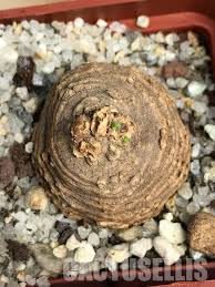Image result for Trochomeria macrocarpa