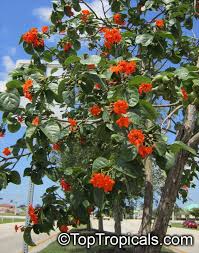 We did not find results for: Cordia Sebestena Boraginaceae Geiger Tree Flowering Trees Tropical Garden Beautiful Flowers
