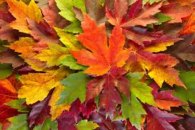 Fall colors, hartsville, maple trees, red maples, south carolina. Maple Leaves Mixed Fall Colors Background Photograph By David Gn