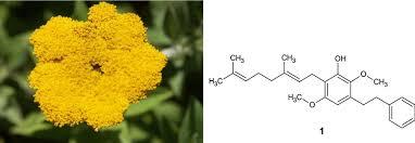 Image result for Helichrysum umbraculigerum