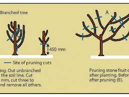 Open center system of pruning. Shaping Deciduous Fruit Trees For Non Commercial Growers Agriculture And Food