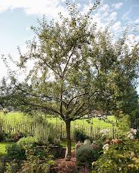 Als Wir Unseren Garten Anlegten Wollte Ich Unbedingt Einen Hochstamm Mirabellenbaum Der Sorte Mirabelle De N In 2020 Mirabellenbaum Garten Anlegen Ein Schweizer Garten