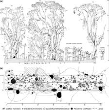 Image result for Lasianthus kilimandscharicus