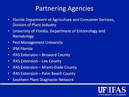 See more of entomology club at the university of florida on facebook. Ppt Invasive Whitefly Pests Of Florida Powerpoint Presentation Free Download Id 1559366