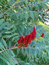 Image result for Rhus