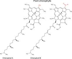 Chlorophyll is what makes some plants (and cyanobacteria) green. Allgemeine Chemische Strukturformel Von Pflanzenchlorophyllmolekule 2d Darstellung Isoliert Auf Weissem Hintergrund Lizenzfrei Nutzbare Vektorgrafiken Clip Arts Illustrationen Image 30568518