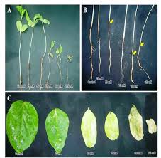 Image result for Cyamopsis