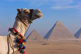 Judges look at the following qualities: Pageant Standards For Camel Beauty The New Yorker