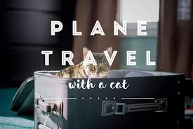 Carrier's mesh panels offer ventilation, locking zippers for safety. Plane Travel With Cats How To Travel With A Cat On A Plane Fluffy Kitty