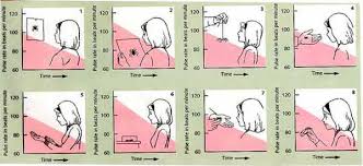 Systematic Desensitization A Treatment For Phobias