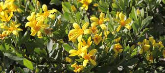 Image result for Chrysanthemoides monilifera