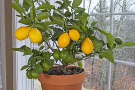How fast do satsuma trees grow? November Indoor Citrus