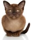 Burmese cat - Wikipedia