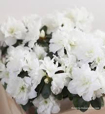 These ones are easy to force indoors and produce gorgeous spring flowers that will brighten up your home. Indoor Azalea Care Tips How To Grow Water Prune This Florist Plant