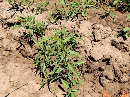 Image result for Pascalia glauca