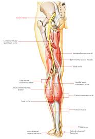 Chronic immune axonal demyelinating vascular treatment muscle innervation upper extremity lower extremity neuromuscular syndromes disease patterns, typical Easy Notes On Sciatic Nerve Learn In Just 4 Minutes Earth S Lab