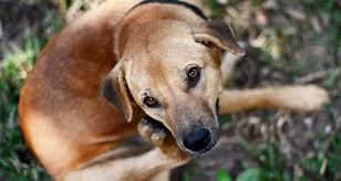 Natural Remedies For Your Dog S Skin Allergies Farmers Almanac