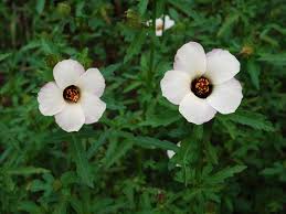 Image result for Hibiscus pusillus