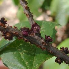 Image result for Pilostyles