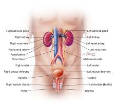 Pin On Urinary System