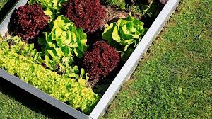 Herbizide oder unkrautbekämpfungsmittel zur bekämpfung und abtötung der störenden pflanzen. Schnecken Bekampfen Warum Bierfallen Todlich Fur Ihr Gemuse Sind Bayern 1 Radio Br De