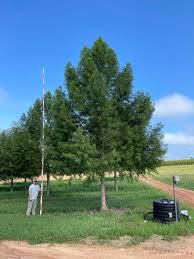 Image result for Autumn Gold Light 1983 Caloric