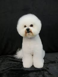 We strongly believe in nourishing the body through correct diet & exercise, both for ourselves and our pets. Tampa S Best Pet Dog Grooming Services Best Pet Dogs Bichon Frise Pet Grooming