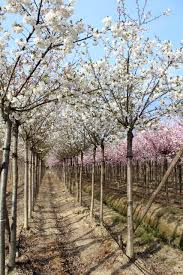 Image result for Prunus serrulata