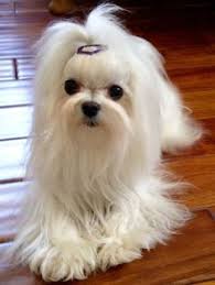 They have long fur that will drag on the ground and can come in many colors that are mostly solid shades of white, black, or grey. Cutest Long Haired White Dog Maltese Dogs Teacup Puppies Maltese Puppy Maltese