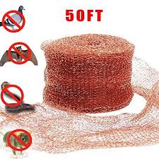 You may simply be living near an ant colony that is constantly foraging for food. Haierc 5 Insect Control Rodent Control Pest Control