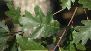 Image result for white oak leaf