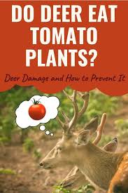 All of the uk's six deer species are herbivorous, which means they feed on plants. Do Deer Eat Tomatoes And Tomato Plants