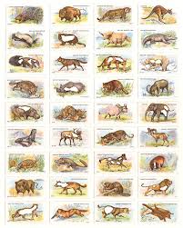 List of asian countries with asian languages, asian flags and nationalities. Hit List Adkin S Cigarettes 36 Wild Animals 1923 2017 48 X 40 Cm Giclee Print On Cotton Rag Paper Limited Edition Of 50 Tom Van Herrewege